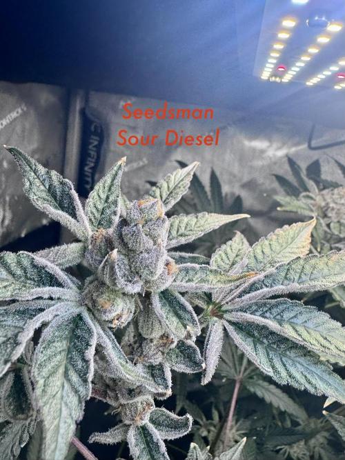 My First Grow. Week 7