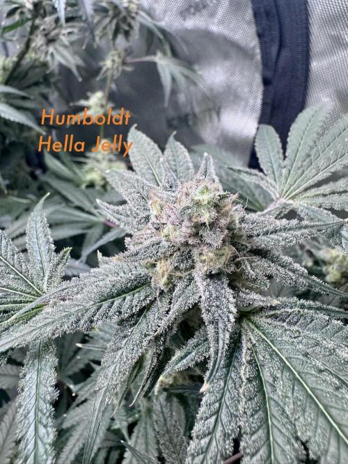 My First Grow. Week 7