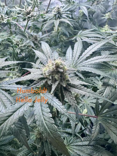 My First Grow. Week 7