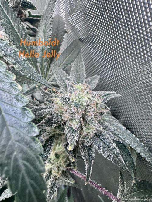 My First Grow. Week 7