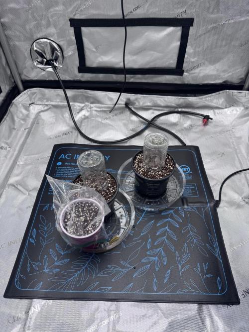 #2/Seedsman Green Crack. Week 0