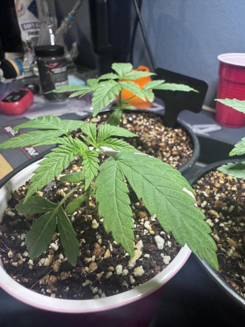 #2/Seedsman Green Crack. Week 1 - Pheno 3