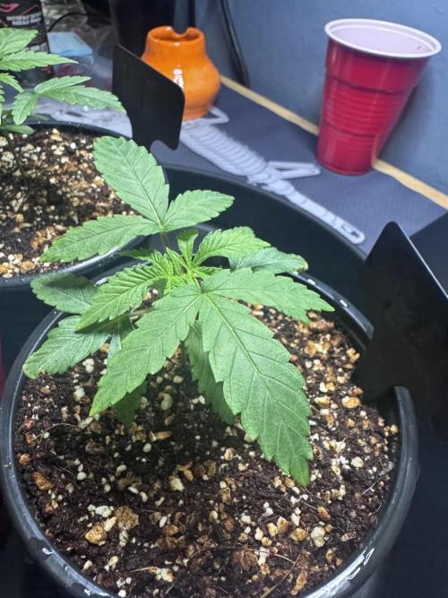 #2/Seedsman Green Crack. Week 1 - Pheno 2