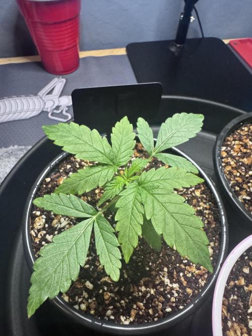 #2/Seedsman Green Crack. Week 1 - Pheno 1