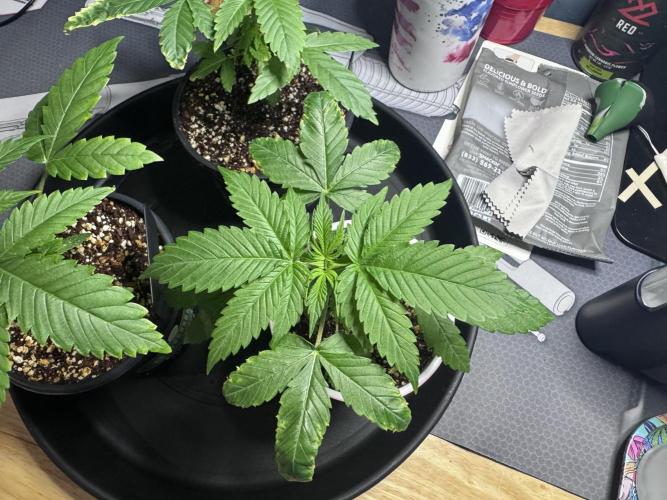#2/Seedsman Green Crack. Week 2