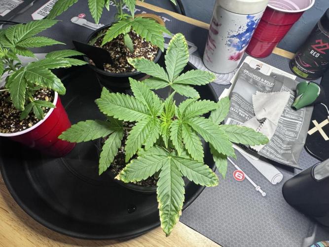 #2/Seedsman Green Crack. Week 2
