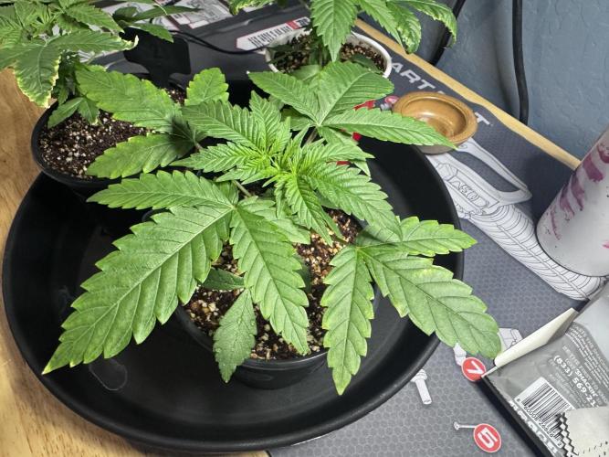 #2/Seedsman Green Crack. Week 2