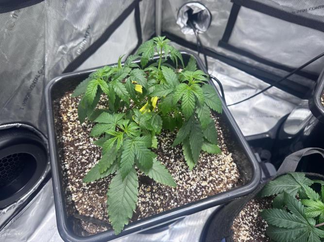 #2/Seedsman Green Crack. Week 3 - Pheno 1