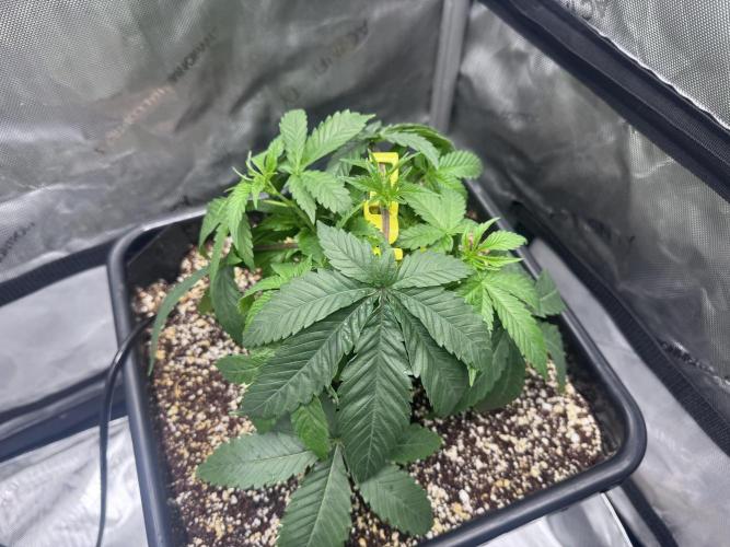 #2/Seedsman Green Crack. Week 3 - Pheno 2