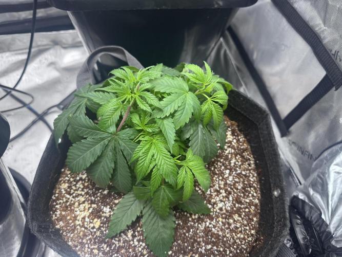 #2/Seedsman Green Crack. Week 3 - Pheno 3
