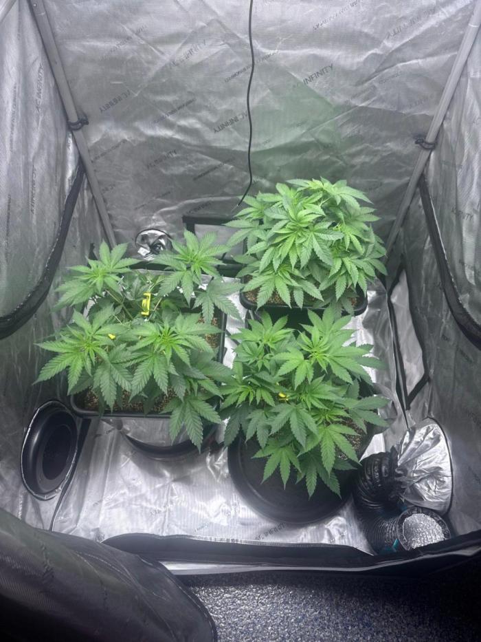 #2/Seedsman Green Crack. Week 5