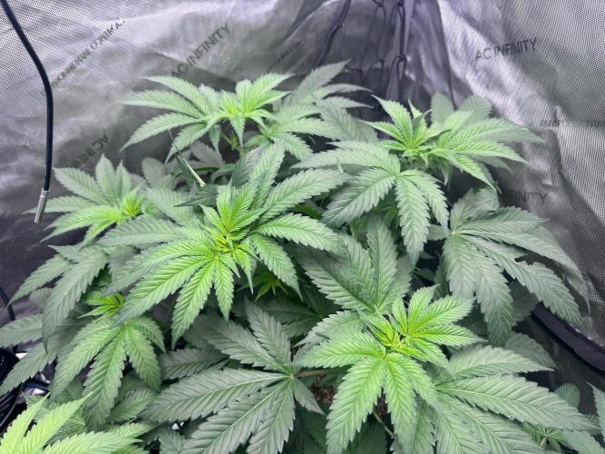 #2/Seedsman Green Crack. Week 6 - Pheno 1