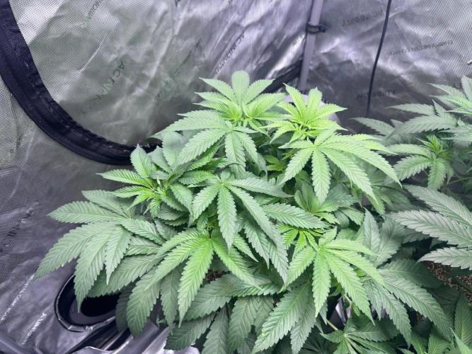 #2/Seedsman Green Crack. Week 6 - Pheno 2