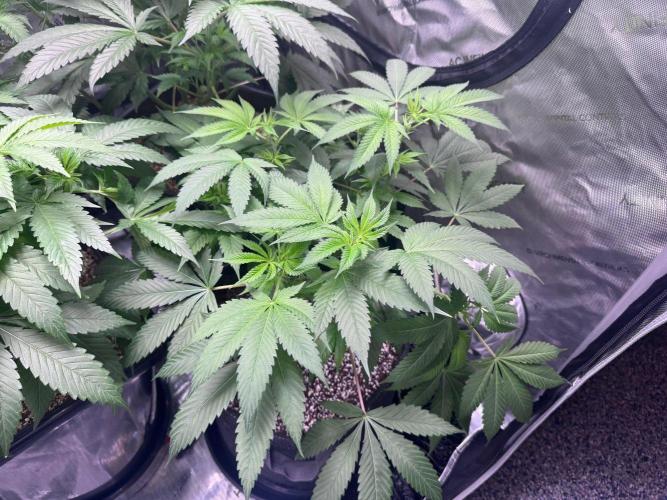 #2/Seedsman Green Crack. Week 6 - Pheno 3