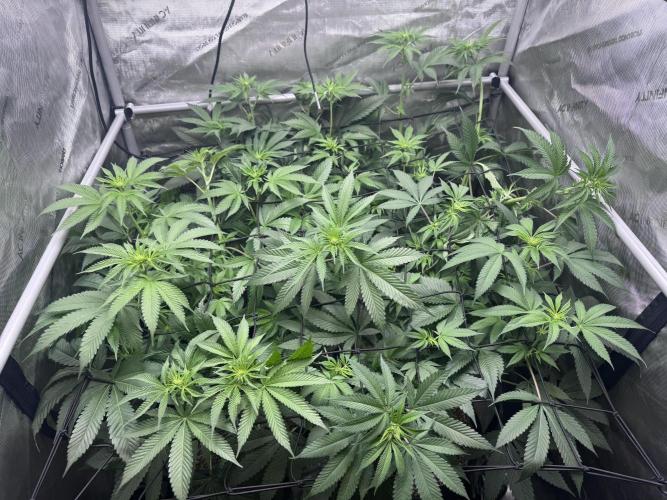 #2/Seedsman Green Crack. Week 8