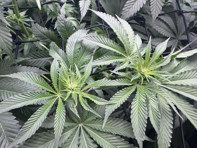 #2/Seedsman Green Crack. Week 8