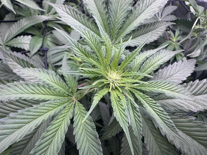 #2/Seedsman Green Crack. Week 8