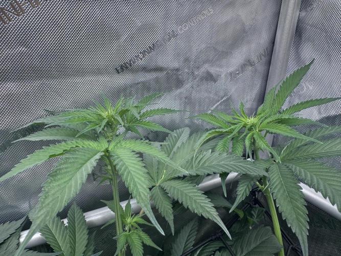 #2/Seedsman Green Crack. Week 8