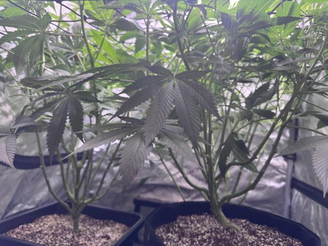 #2/Seedsman Green Crack. Week 8
