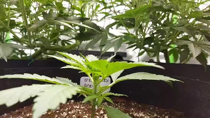 Strawberry Gorilla Fast Buds