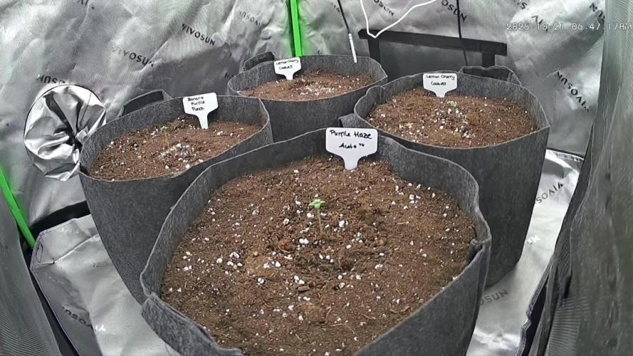 Operation: Purple Breakfast