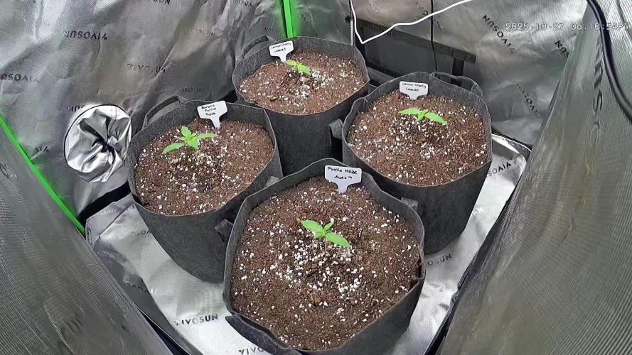 Operation: Purple Breakfast