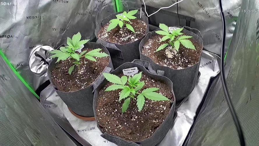 Operation: Purple Breakfast