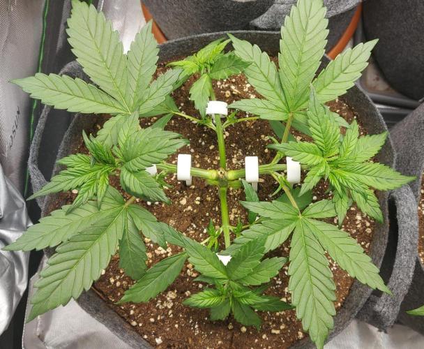 Operation: Purple Breakfast. Week 3 - Tag 21: Banana Purple Punch 