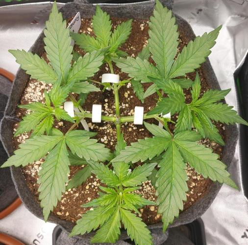 Operation: Purple Breakfast. Week 3 - Tag 21: Lemon Cherry #1