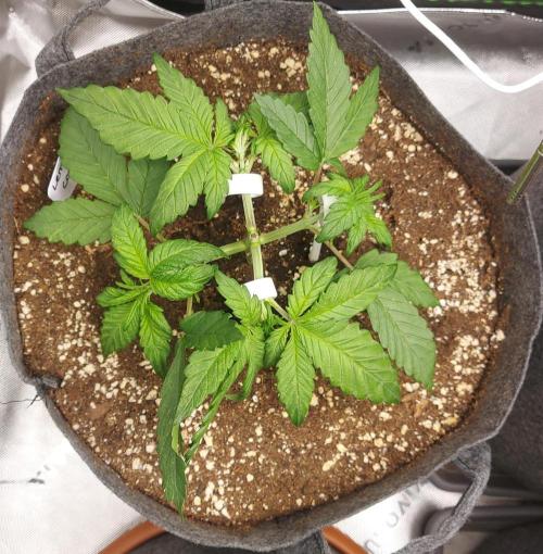 Operation: Purple Breakfast. Week 3 - Tag 21: Lemon Cherry #2