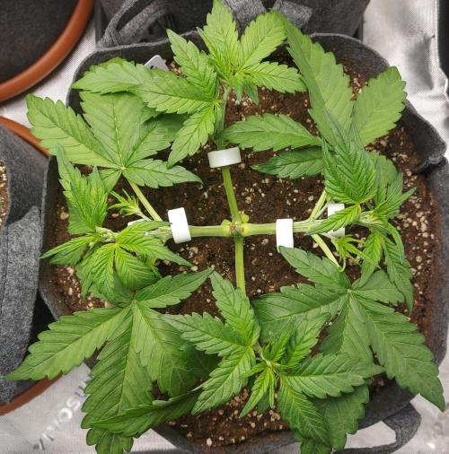 Operation: Purple Breakfast. Week 3 - Tag 21: Purple Haze