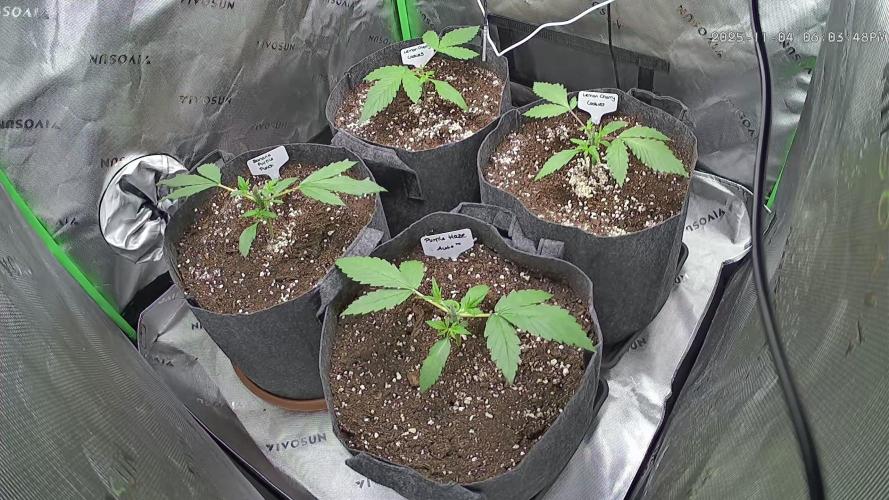 Operation: Purple Breakfast. Week 3 - 2025-11-04