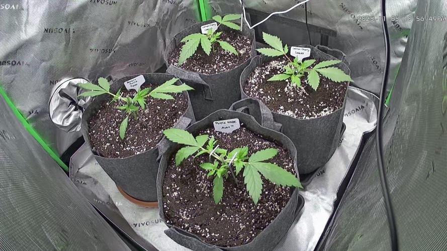 Operation: Purple Breakfast. Week 3 - 2025-11-05