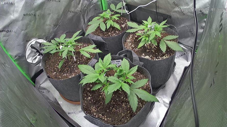 Operation: Purple Breakfast. Week 3 - 2025-11-08