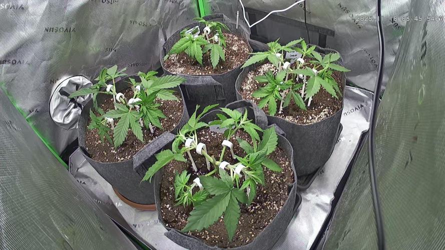 Operation: Purple Breakfast. Week 3 - 2025-11-10 Nach dem Training