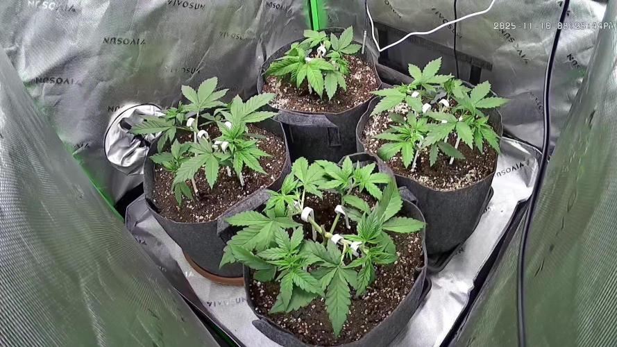 Operation: Purple Breakfast