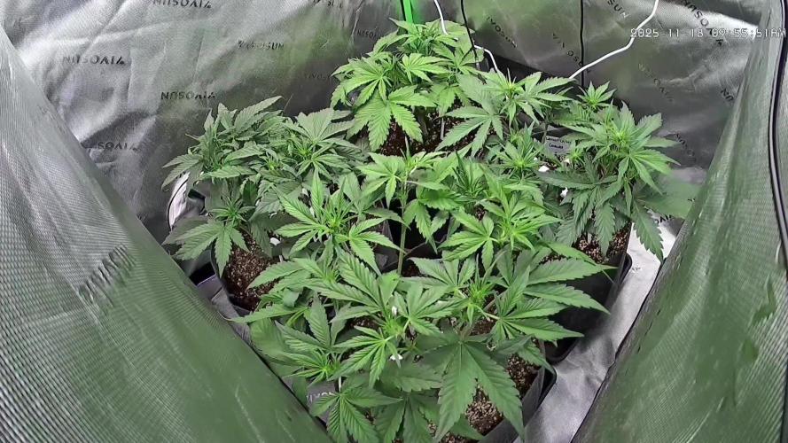 Operation: Purple Breakfast