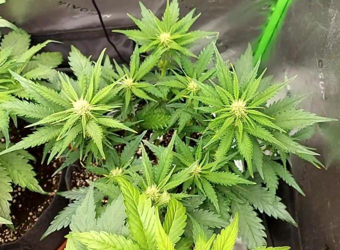 Operation: Purple Breakfast. Week 5 - Lemon Cherry 1