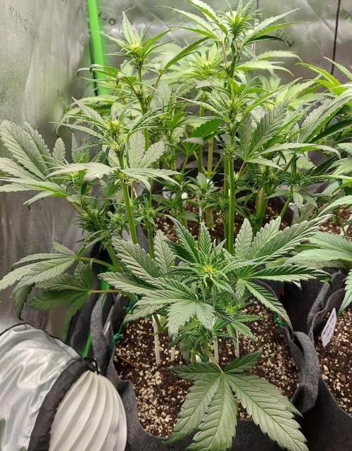 Operation: Purple Breakfast. Week 5 - Banana Purple Punch