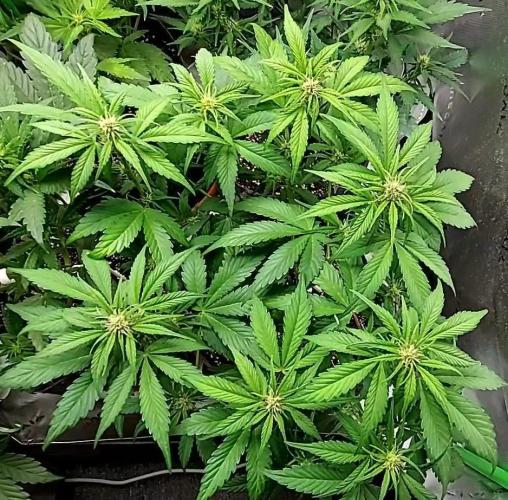 Operation: Purple Breakfast. Week 5 - Purple Haze Auto