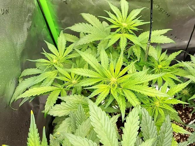 Operation: Purple Breakfast. Week 5 - Lemon Cherry 2