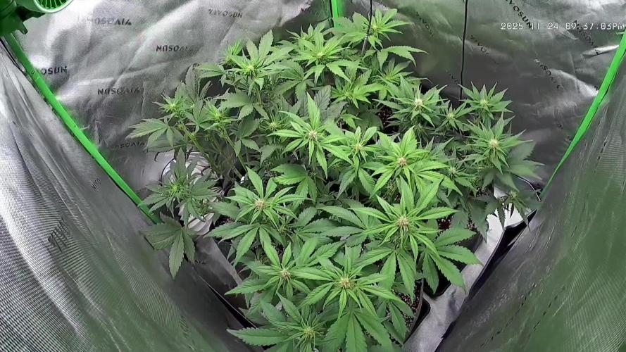 Operation: Purple Breakfast