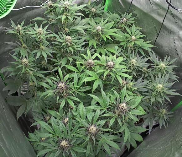 Operation: Purple Breakfast. Week 6