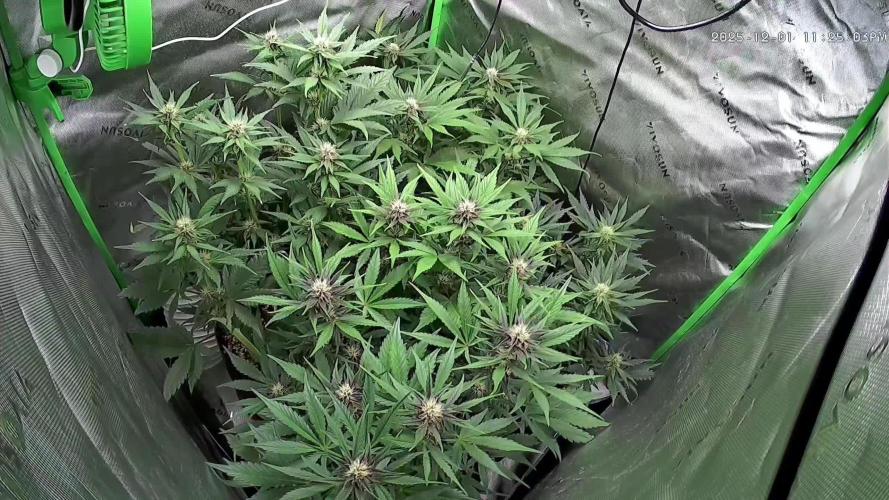 Operation: Purple Breakfast