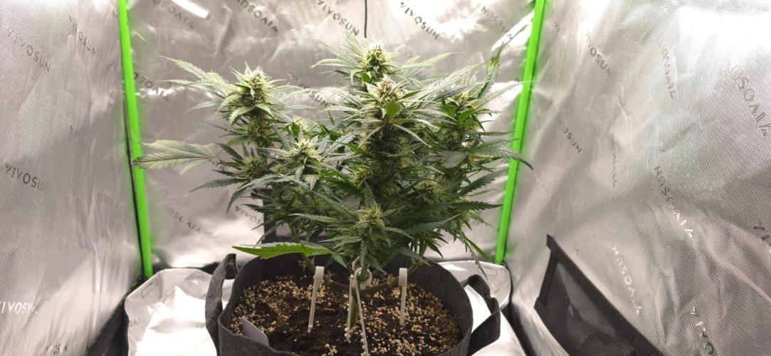 Operation: Purple Breakfast. Week 7 - Lemon Cherry #1