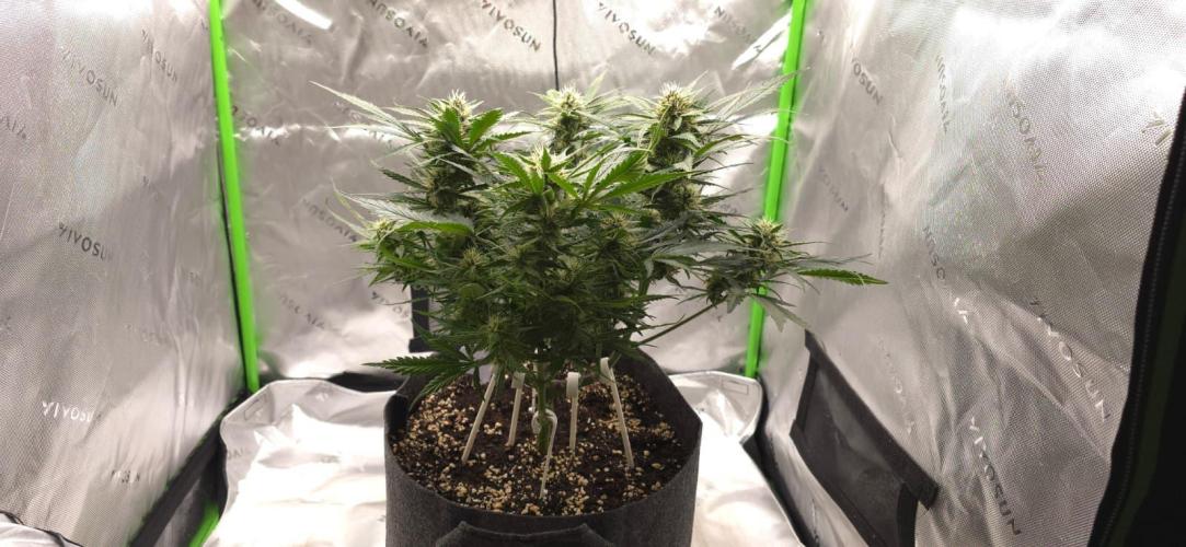 Operation: Purple Breakfast. Week 7 - Lemon Cherry #1