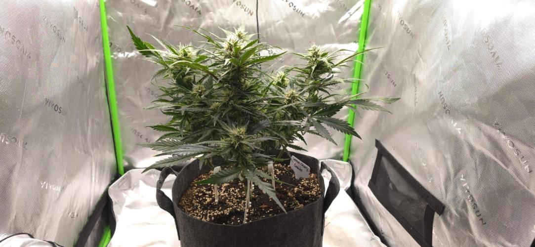 Operation: Purple Breakfast. Week 7 - Lemon Cherry #1