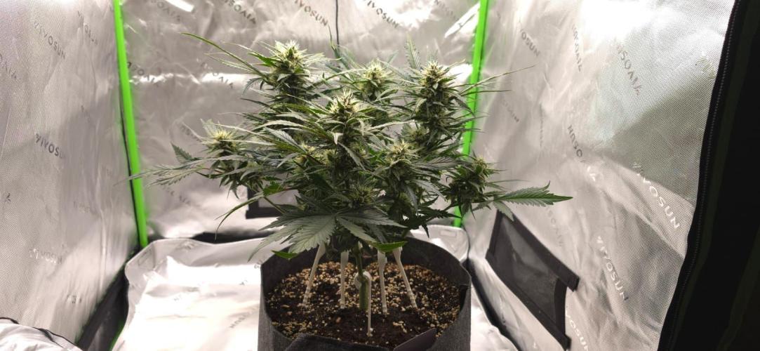 Operation: Purple Breakfast. Week 7 - Lemon Cherry #1