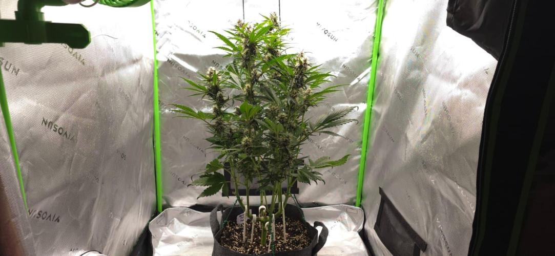 Operation: Purple Breakfast. Week 7 - Banana Purple Punch