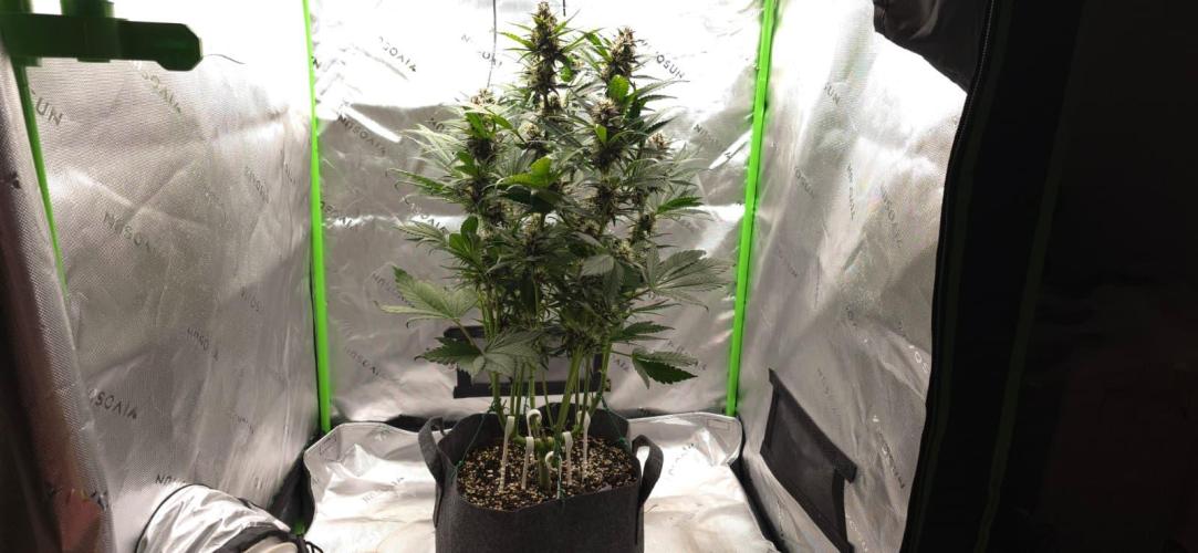 Operation: Purple Breakfast. Week 7 - Banana Purple Punch